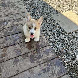 Pembroke Welsh Corgi Puppies from Newlands Insane Danes and Corgis