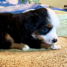 Girl 3 - Black tri female Miniature Australian Shepherd puppy in Port Saint Lucie, Florida from Charlene Brannon's Mini Australian Shepherds