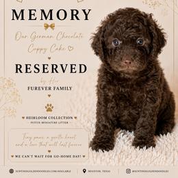 Memory - Chocolate female Goldendoodle puppy in Houston, Texas from Suntini’s Goldendoodles