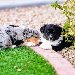 Miniature Australian Shepherd Puppies from Rockin D Mini Aussies