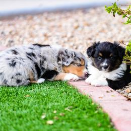 Miniature Australian Shepherd Puppies from Rockin D Mini Aussies
