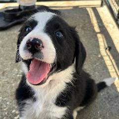 Bordoodle Puppies from Lunatic Kennel