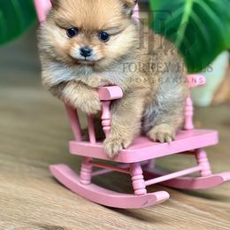 Andrea or Andy - Red sable female Pomeranian puppy in Redlands, California from Torrey Hills Poms