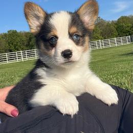 Beau - Black and tan male Pembroke Welsh Corgi puppy in Rolla, Missouri from Chapman Corgis