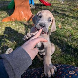 Primrose - Fawn female Great Dane puppy in Milford, Pennsylvania from R&R Breeding and Pet Care