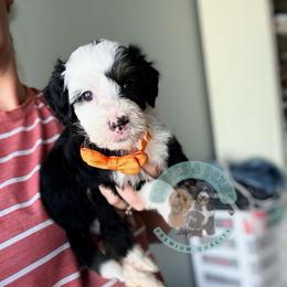 Mozzerella - Tri-color male Bernedoodle puppy in Marion, Ohio from Doodles & Doxies