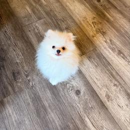 Rosie (pink collar) - White female Pomeranian puppy in Pollock Pines, California from Glitzypoms