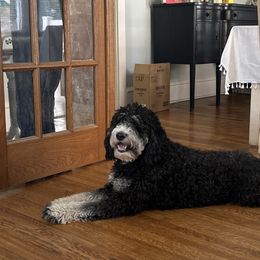 Zoey - Bernedoodle