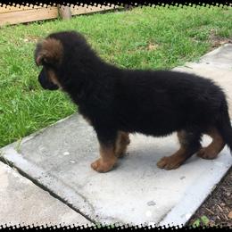 German Shepherd Puppies from Finca Vom Chaveco