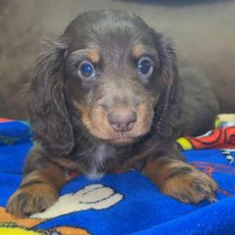 Theodore - Chocolate and tan male Dachshund puppy in Goldthwaite, Texas from Mini Mama Dachshunds