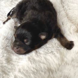 Pomeranian and Pomsky Puppies from Designer Pomeranians