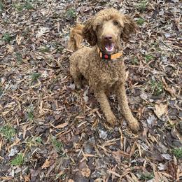 Linnet (lt green collar) - Red  female Poodle puppy in Greensboro, North Carolina from Joyful Poodles