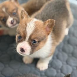 Reese- Bluie Sable - Sable male Pembroke Welsh Corgi puppy in Aberdeen, Washington from Coastal country Farms