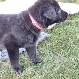 German Shepherd Puppies from Moonlight Shepherds LLC