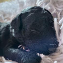 Hot Pink - Collar - Black female Goldendoodle puppy in Fairmont, West Virginia from Mountainside Doodles, LLC