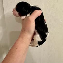 Davi - Tri-color male Cavalier King Charles Spaniel puppy in Eatonton, Georgia from TNT Puppies