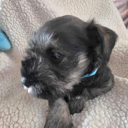 Boy 3 blue - Salt and pepper male Miniature Schnauzer puppy in Fresno, California from Findell Kennel, LLC
