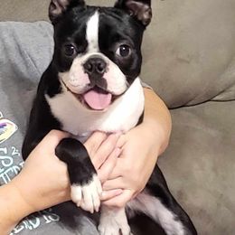 Boston Terrier Puppies from Furrhill's Boston Terriers