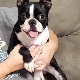 Boston Terrier Puppies from Furrhill's Boston Terriers