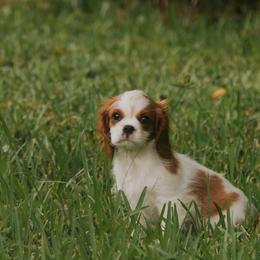 Mr. Brown - Blenheim male Cavalier King Charles Spaniel puppy in Port Richey, Florida from Sunshine State Cavaliers