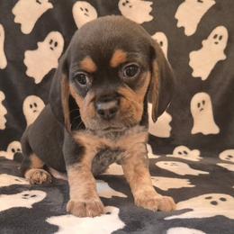 Cash - Black tan and white male Beagle puppy in Salina, Kansas from Peace Love frenchies
