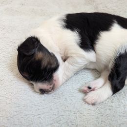 Aussiedoodle Puppies from Fur Hollow Puppies