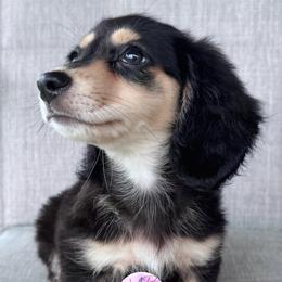 Boy 1 - Black and cream male Dachshund puppy in Houston, Texas from L&L 4D Dancer’s Dachshunds