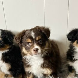 Pomeranians, Pomskies, and Toy Australian Shepherds from Blessed Little Paws
