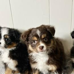 Pomeranians, Pomskies, and Toy Australian Shepherds from Blessed Little Paws