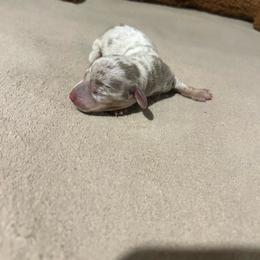 Tigger - Fawn (isabella) and tan male Dachshund puppy in Louisa, Kentucky from Mini Doxies of Eastern KY