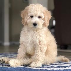Goldendoodle Puppies from Lakeshore Doodles