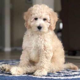 Goldendoodle Puppies from Lakeshore Doodles