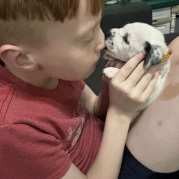 Dalmatian Puppies from ArmySoldier Dalmatians