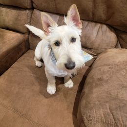 Loretta - Scottish Terrier