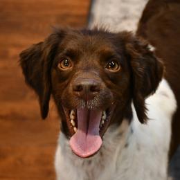 Maisy - Brittany