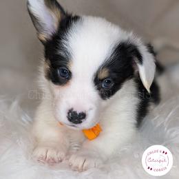 American Corgi and Pembroke Welsh Corgi Puppies from Chloe's Colorful Corgis