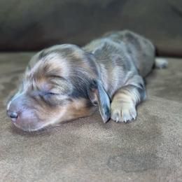 Beth (Russian lines) - Dapple female Dachshund puppy in Goldthwaite, Texas from Mini Mama Dachshunds