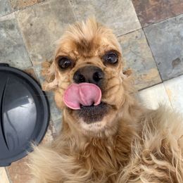 Fanny - Cocker Spaniel