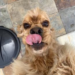 Fanny - Cocker Spaniel