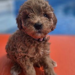 Hallie - Red  female Goldendoodle puppy in Archbold, Ohio from Wurster's Mini Wee Doodles