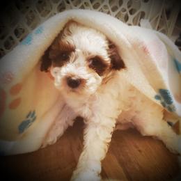 Cavachon and Cavapoo Puppies from Sweet Doodles and Poos