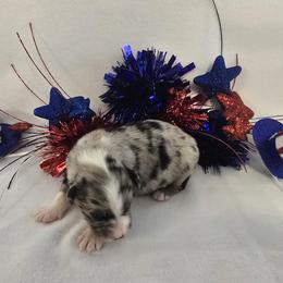 Boy 1 - Blue merle male Australian Shepherd puppy in Lakeland, Florida from Diamond P Australian Shepherds
