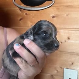 Marble - Dapple male Dachshund puppy in Cheyenne, Wyoming from Great Basin Hounds