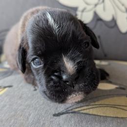 Cruz - Brindle male Boxer puppy in Springfield, Missouri from ReMa Boxers