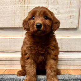 Pink collar female - Apricot female Goldendoodle puppy in Brooksville, Florida from Kruger Doodles