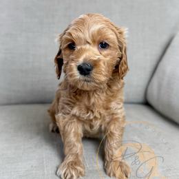 Chardonnay (lavender collar) - Apricot female Goldendoodle puppy in Murrieta, California from Apricot Poodles & Goldendoodles, LLC