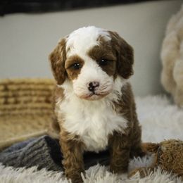 Rick - Red  male Poodle puppy in Etna Green, Indiana from Perfect Match Poodles