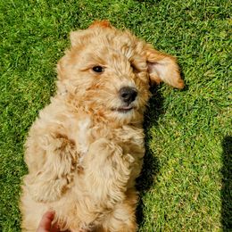Goldendoodle Puppies from Brulee Doodles