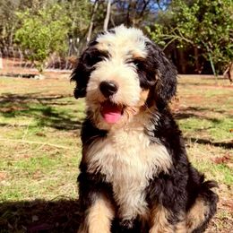 Jafar - Bernedoodle puppy from Starlight Bernedoodles