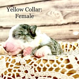 Bernedoodle and Poodle Puppies from Florida Prancy Paws